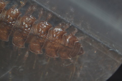 Polydesmidae