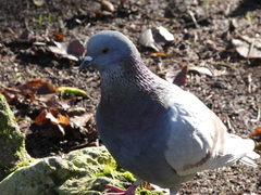 Columba livia
