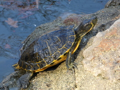 Trachemys scripta