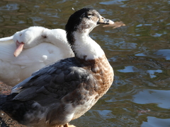 Anas platyrhynchos × Cairina moschata