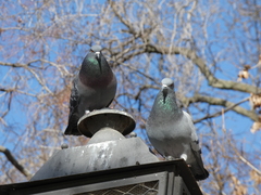 Columba livia