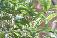 Abroscopus albogularis