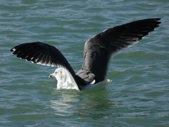 Larus fuscus