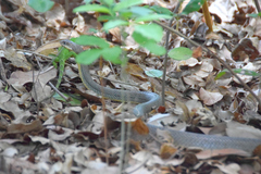 Philodryas nattereri