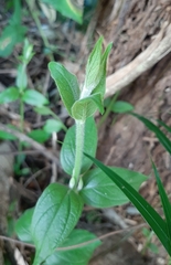 Callicarpa formosana