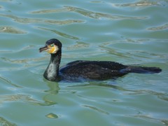 Phalacrocorax carbo