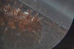 Polydesmidae