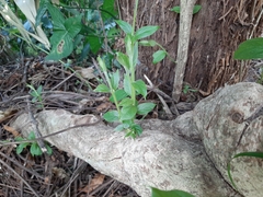 Callicarpa formosana
