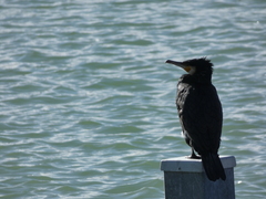 Phalacrocorax carbo