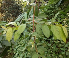 Callicarpa formosana