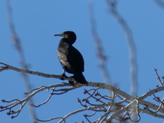 Phalacrocorax carbo