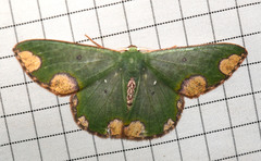 Oospila carnelunata