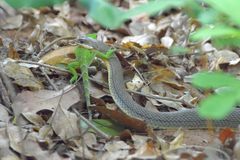 Philodryas nattereri