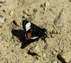 Psychomorpha epimenis