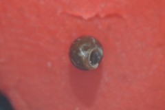 Pupilla muscorum