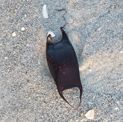 Rostroraja eglanteria