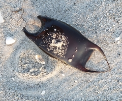 Rostroraja eglanteria