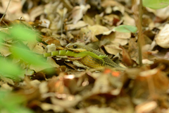 Philodryas nattereri