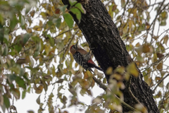 Dendrocopos hyperythrus