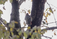 Dendrocopos hyperythrus