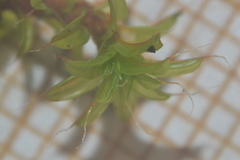 Syntrichia ruralis