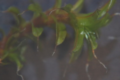 Syntrichia ruralis