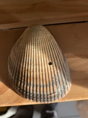 Laevicardium oblongum