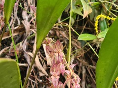 Pleurothallis lindenii