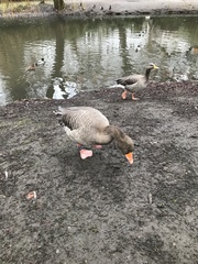 Anser anser
