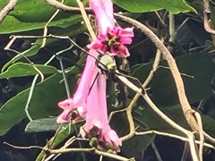 Passiflora trinervia