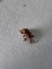 Hexatmetus