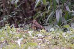 Turdus dissimilis