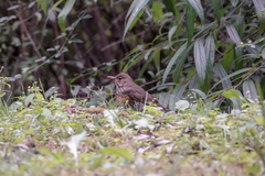 Turdus dissimilis
