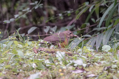 Turdus dissimilis