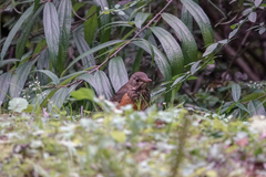 Turdus dissimilis