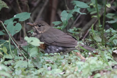 Turdus dissimilis