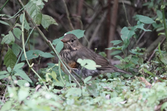 Turdus dissimilis