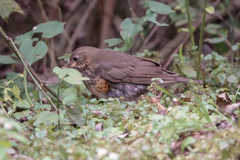 Turdus dissimilis