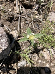 Mitracarpus megapotamicus