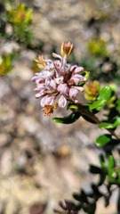 Grevillea sphacelata
