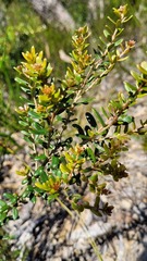 Grevillea sphacelata