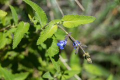 Salvia cuspidata