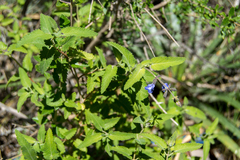 Salvia cuspidata
