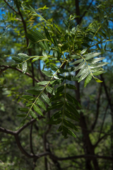 Schinopsis lorentzii