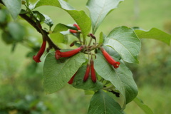 Iochroma