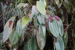 Pleurothallis lindenii