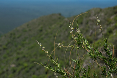 Monnina dictyocarpa