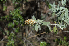 Buddleja cordobensis