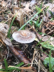 Pseudoomphalina cokeri