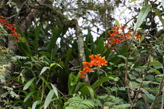 Guzmania multiflora